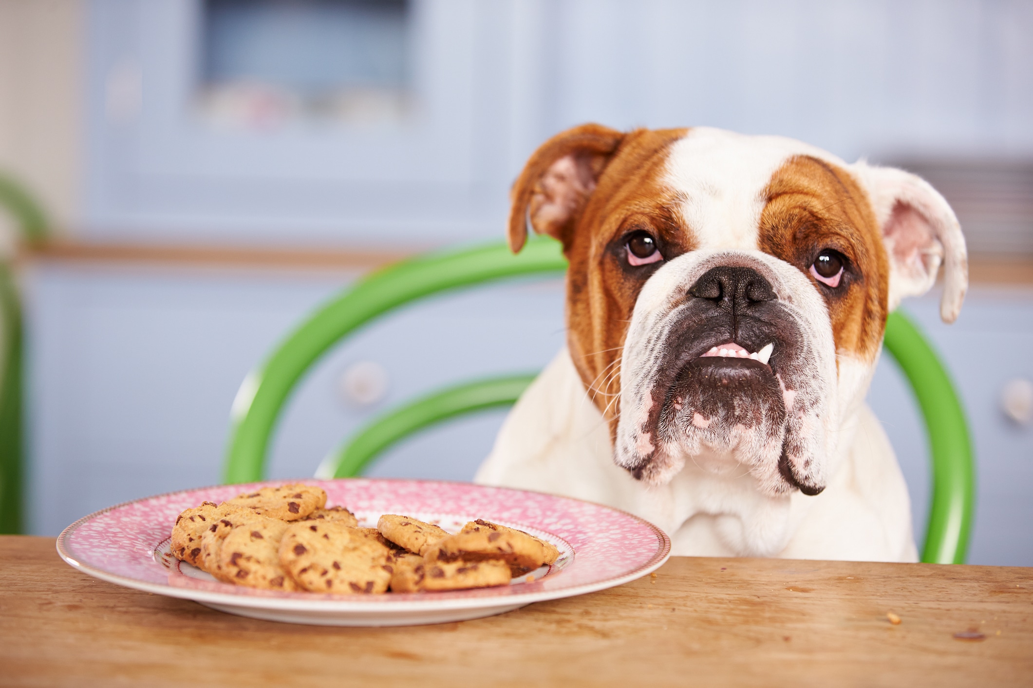 My Dog Ate Meat Absorbent Pads At Gantlamaaukamblog Blog