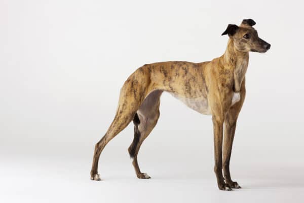 Portrait of greyhound standing, side view