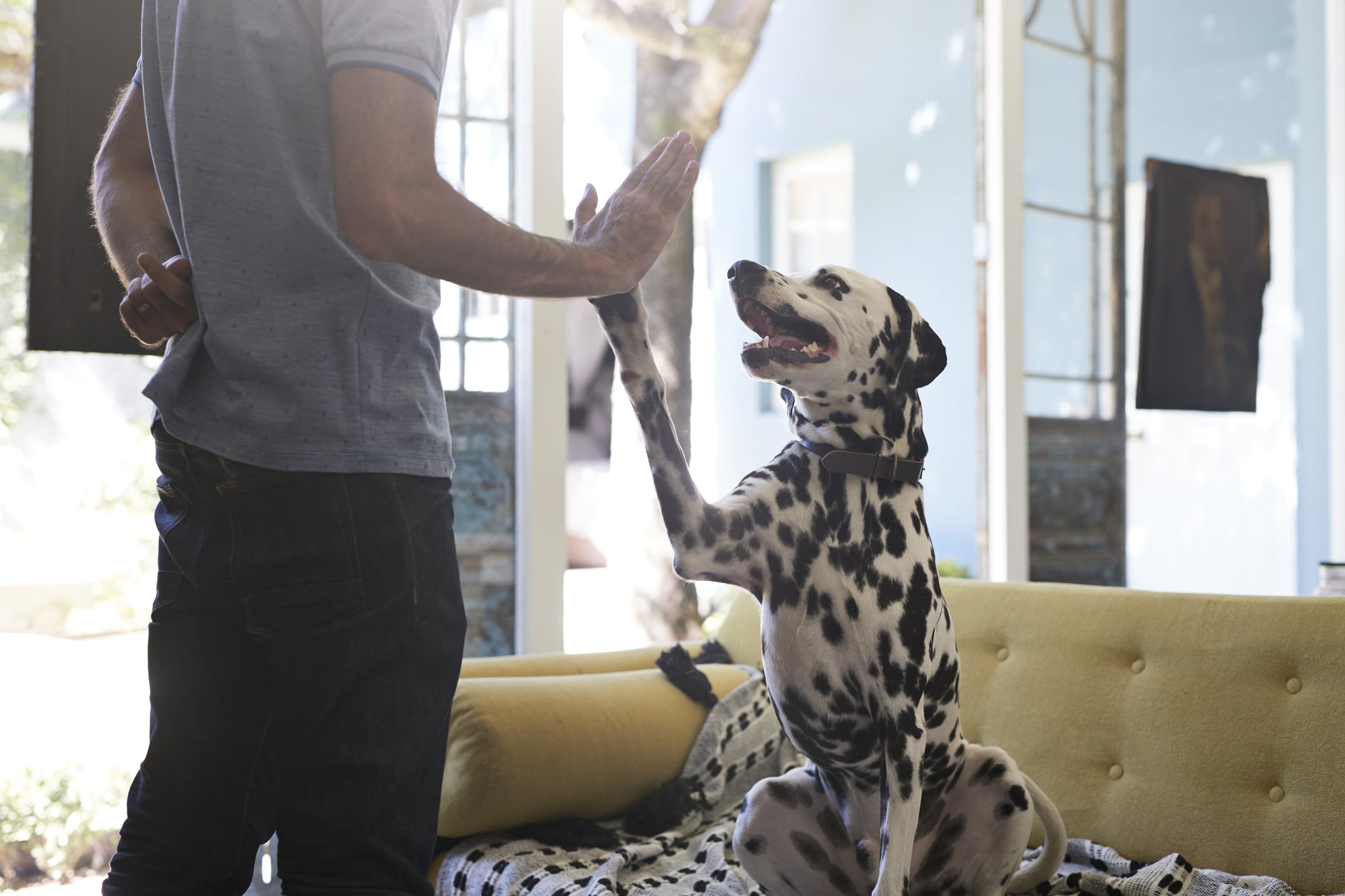 Man doing high five with his Dalmatian dog