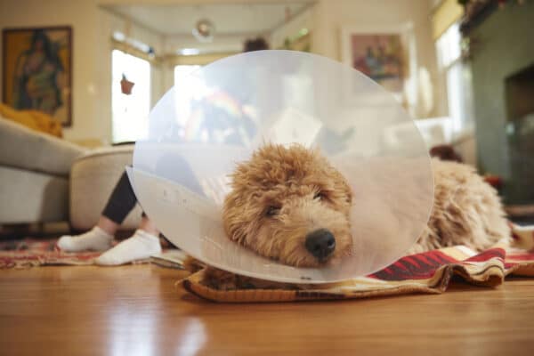 Sick feeling Goldendoodle puppy resting with a cone around its neck.