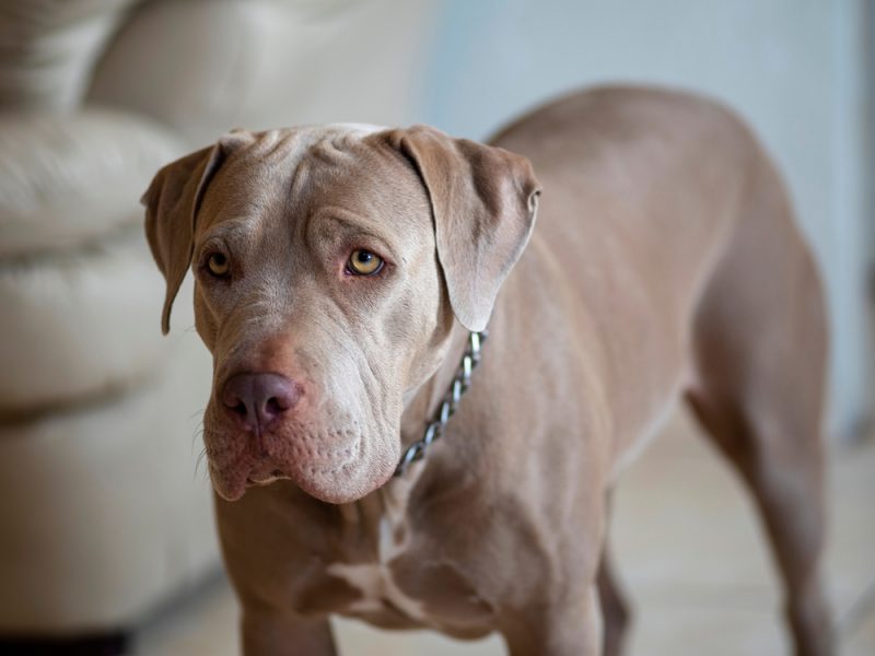 fawn pitbull