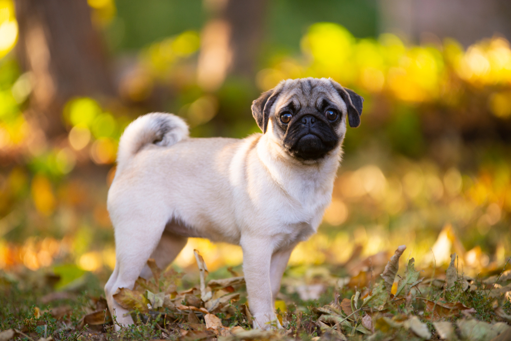 fawn pug dog standing outdoors looking at the camera