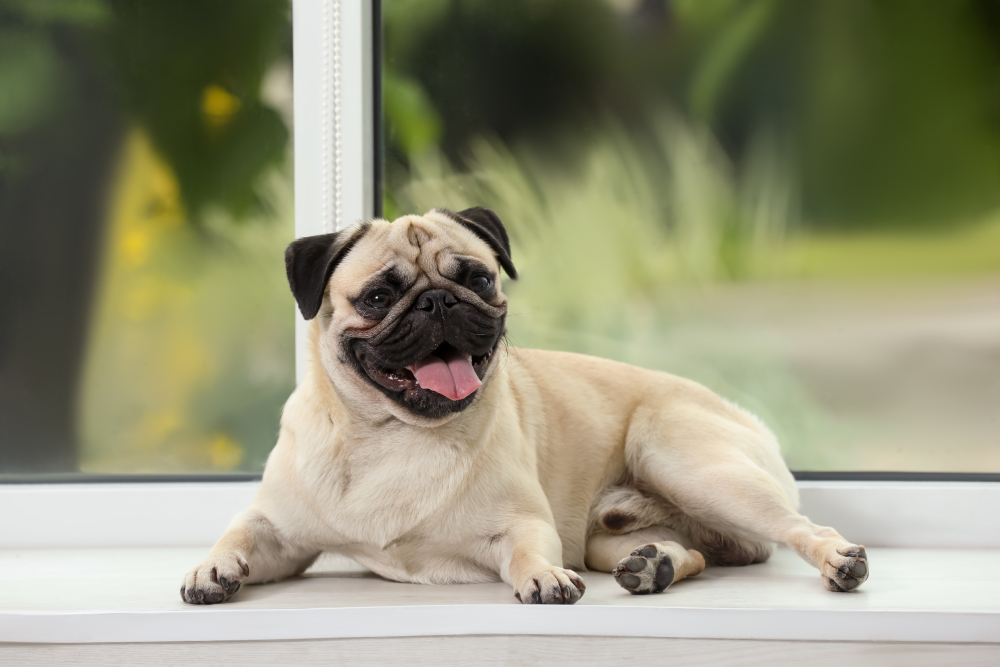 fawn pug resting near window indoors