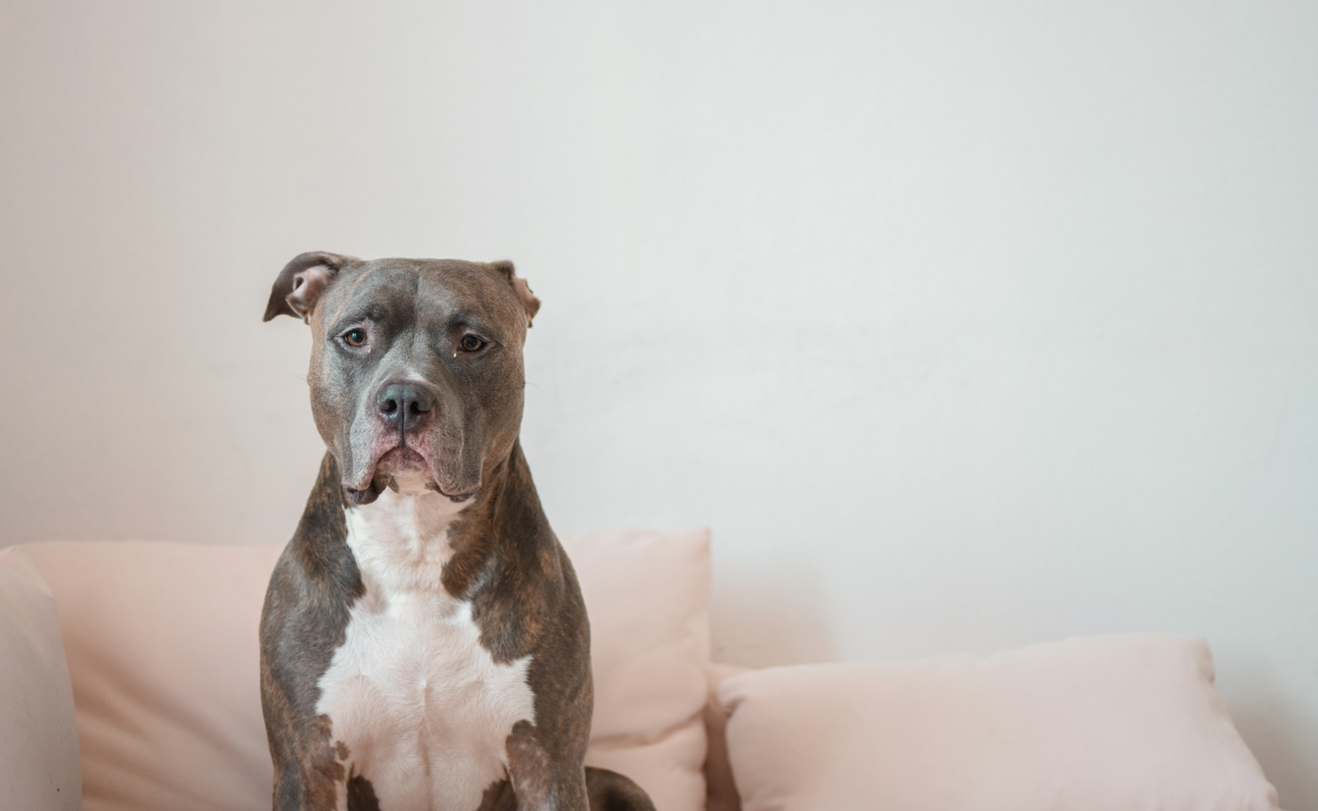 gray pitbull