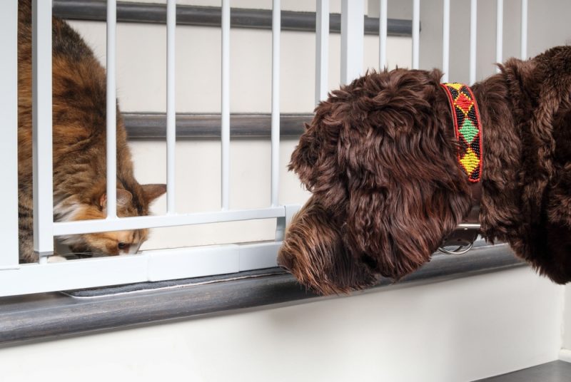 labradoodle-and-cat-watching-each-other-through-baby-gate