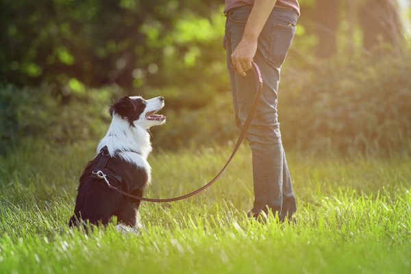 man training a leashed border collie dog