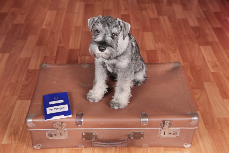 miniature schnauzer sitting on a suitcase with passport