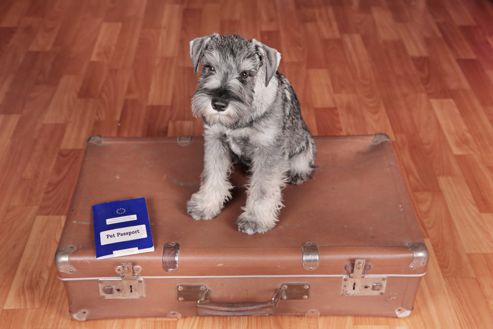 miniature schnauzer sitting on a suitcase with passport
