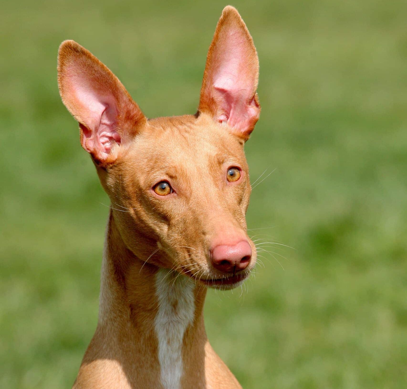Pharaoh hound in grass looking into distance