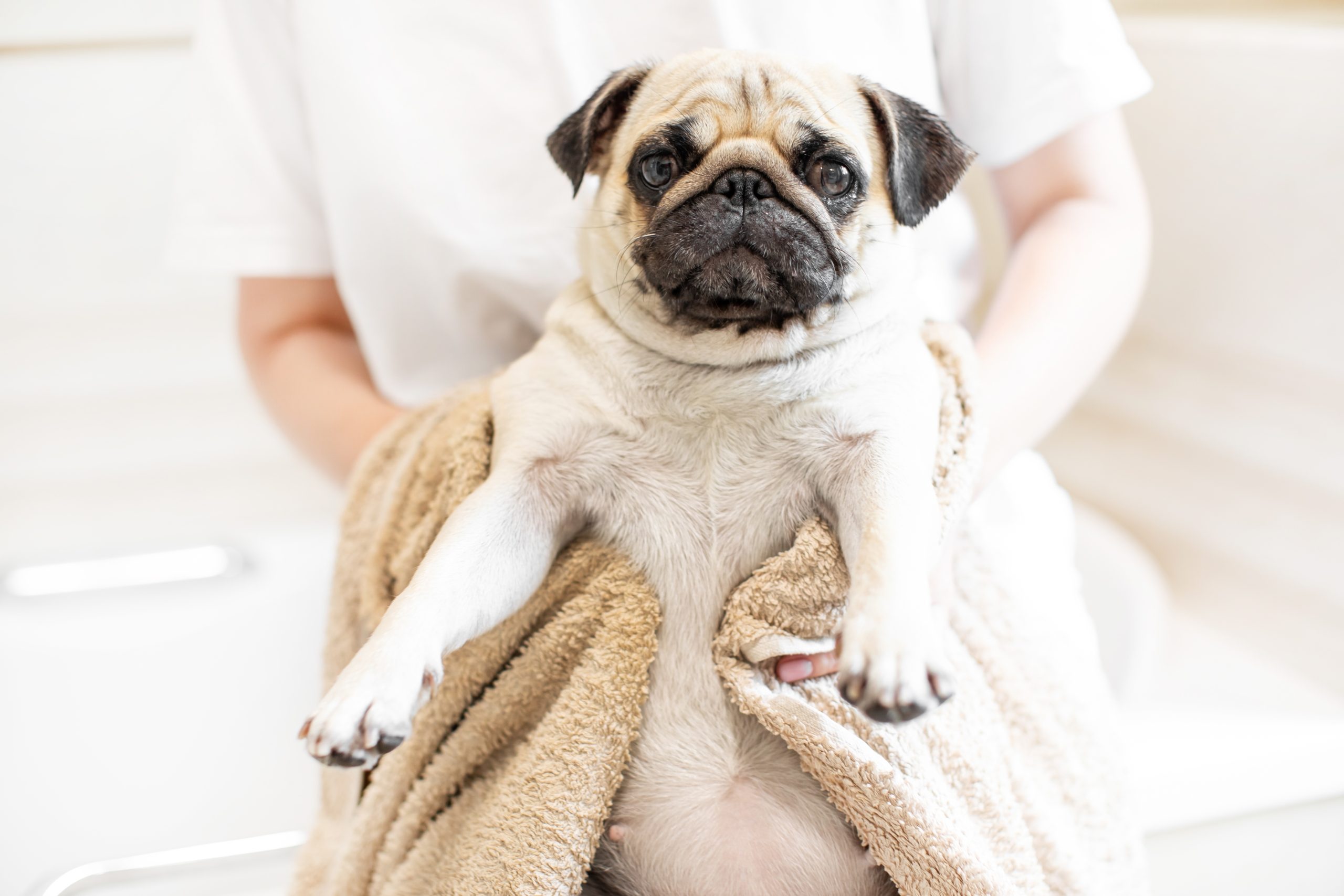 Pug in the Bathroom