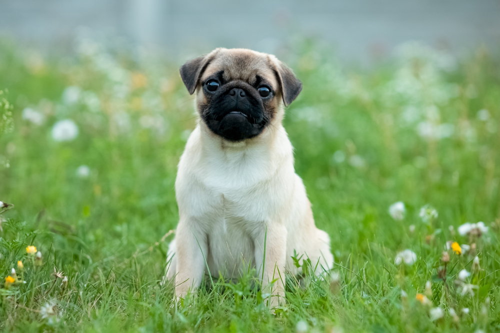 pug puppy sitting on the grass outdoors