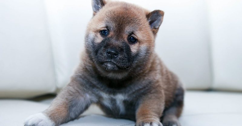 sarabi-dog-puppy