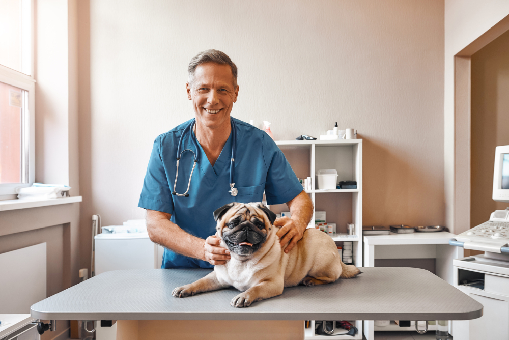 vet holding a fawn pug and smiling while standing at veterinary clinic