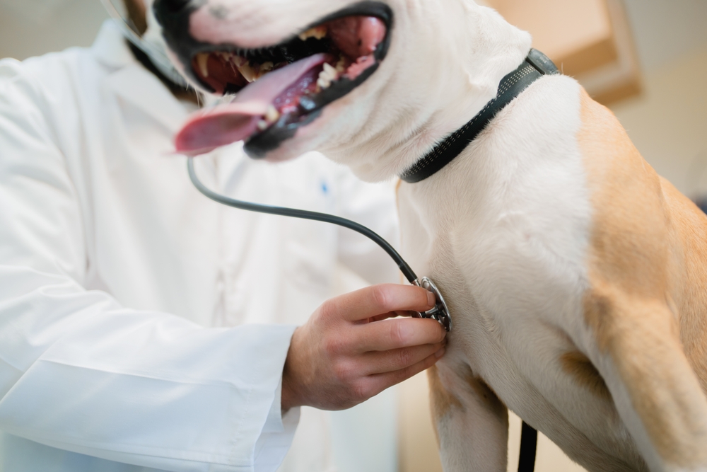 A men holding a stethoscope hearing a dogs breath