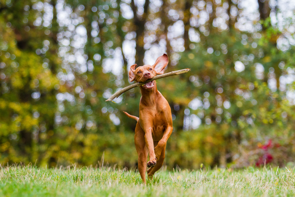 Active Hungarian Vizsla dog jumping to catch a stick