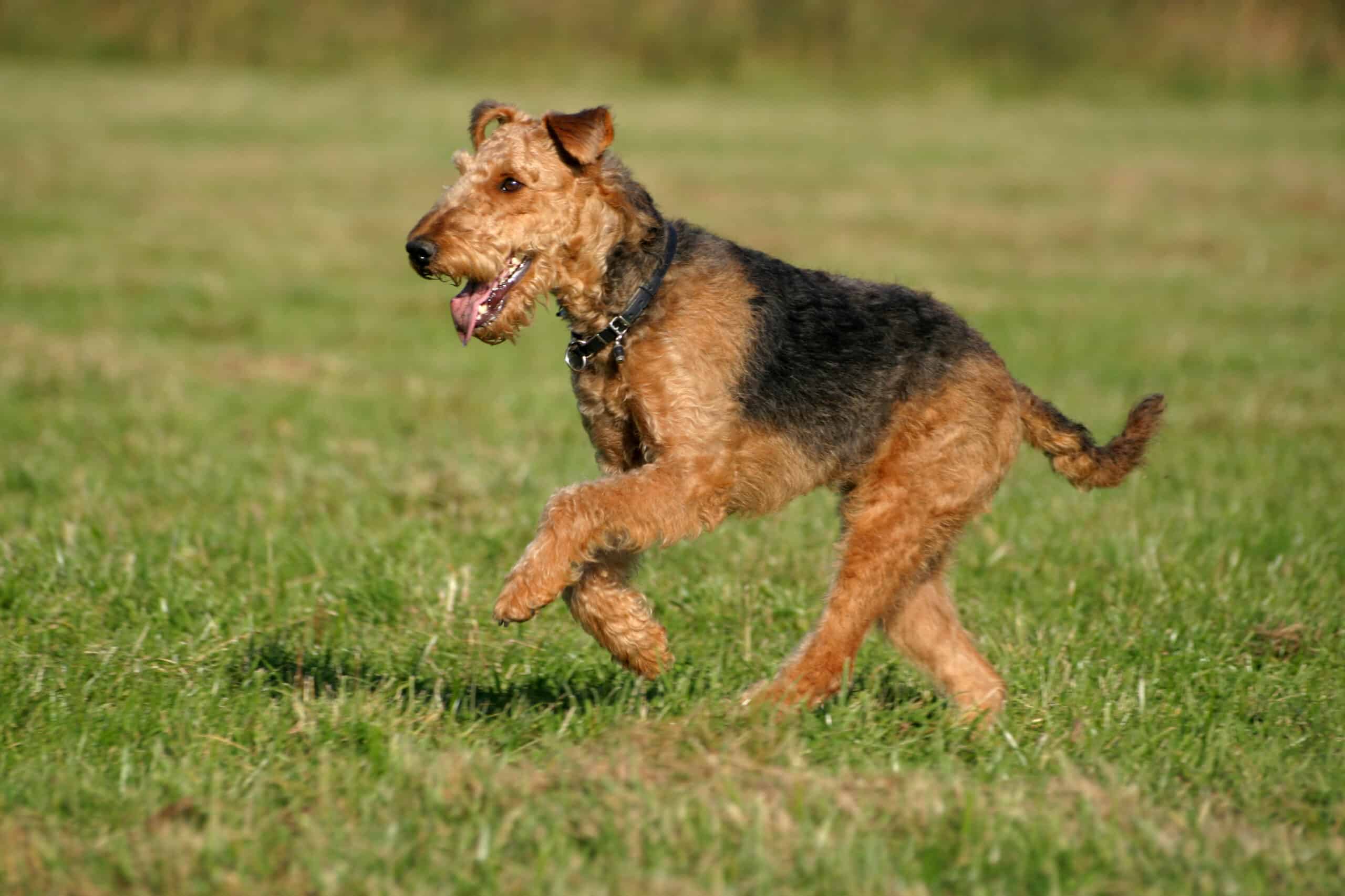 Airedale Terrier 101 Dogster