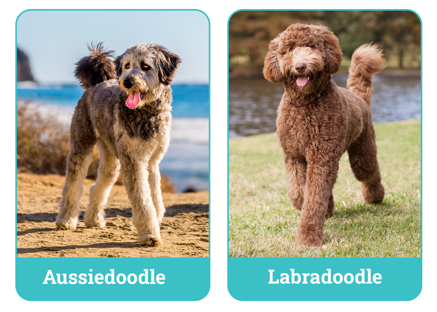 Aussiedoodle vs Labradoodle