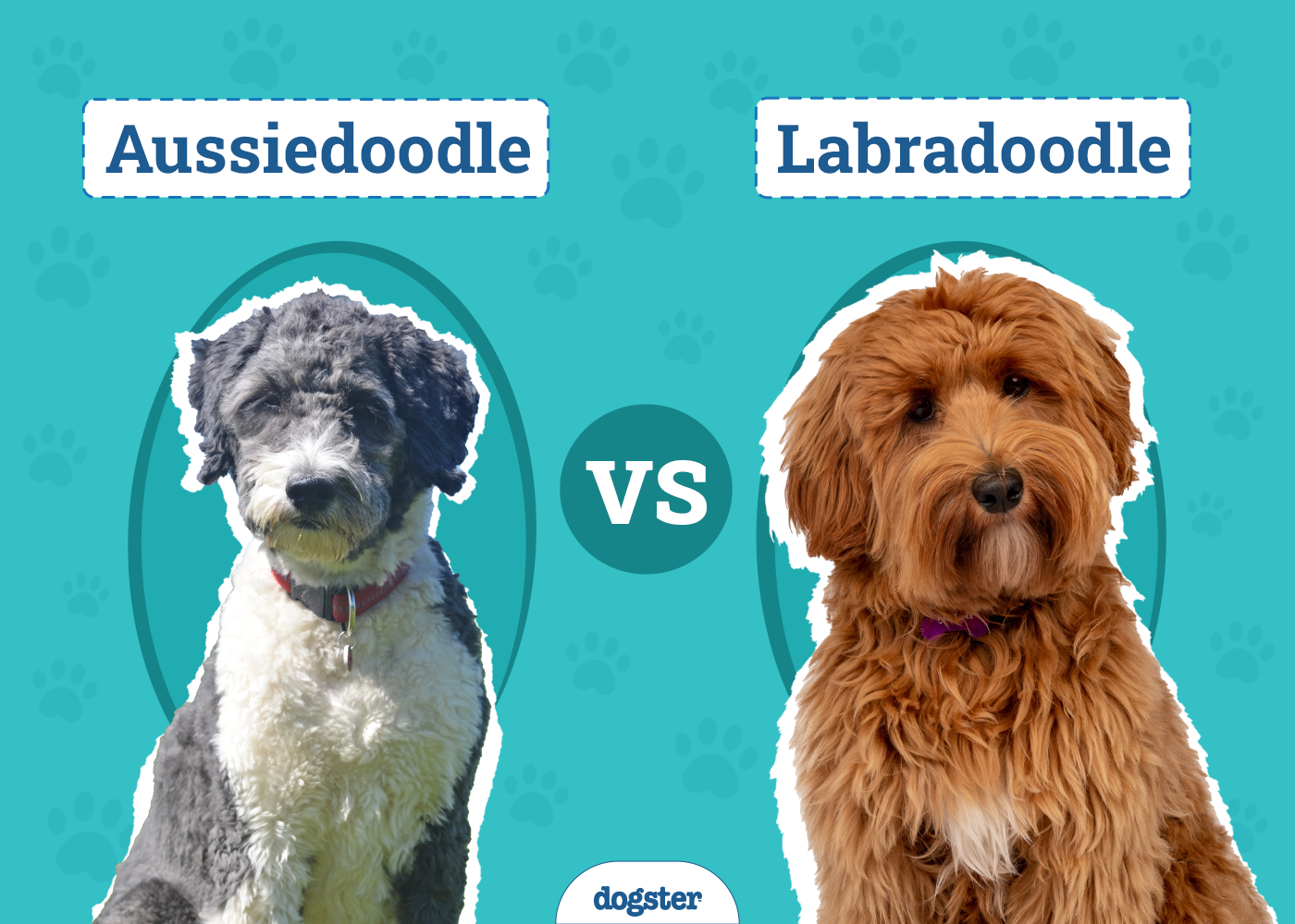 Aussiedoodle vs Labradoodle