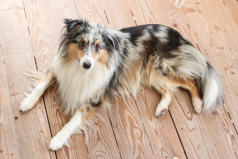 Blue merle shetland sheepdog sheltie laying on wood floor