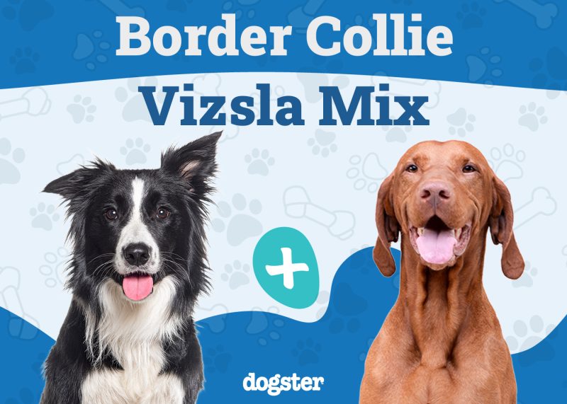 Border Collie Vizsla Mix