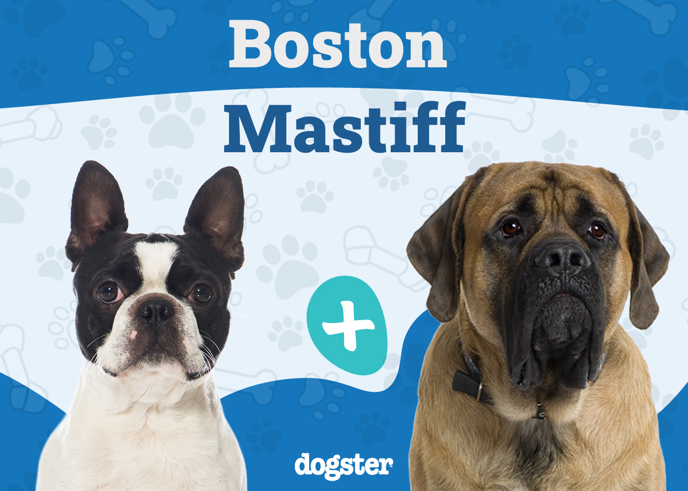 Boston Mastiff Mix