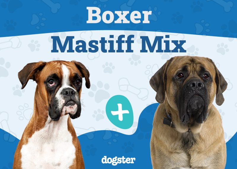 Boxer Mastiff Mix