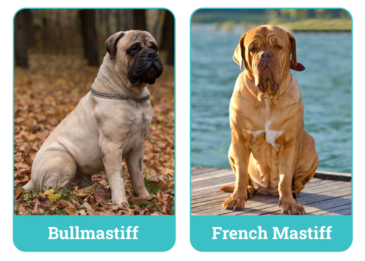 Bullmastiff vs French Mastiff