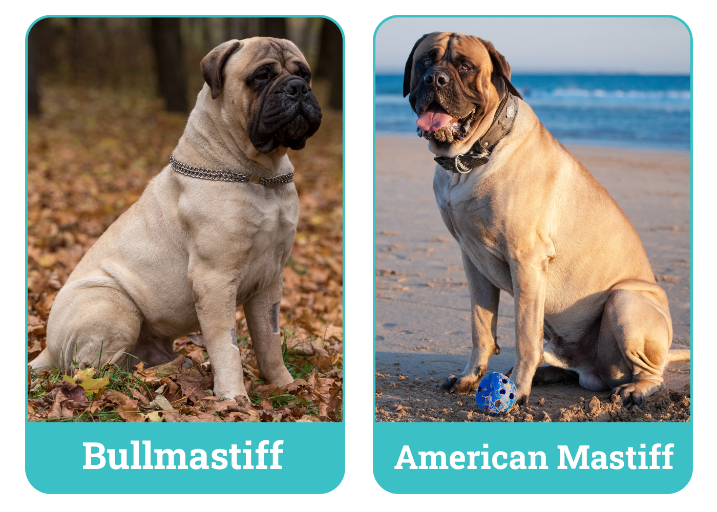 Bullmastiff vs. English Mastiff