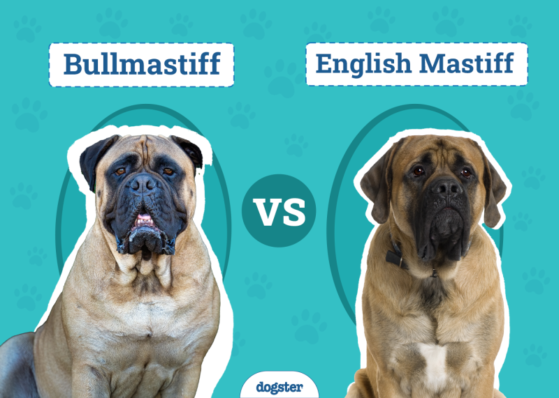 Bullmastiff vs. English Mastiff