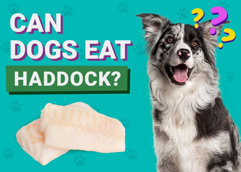 Can Dogs Eat_Haddock