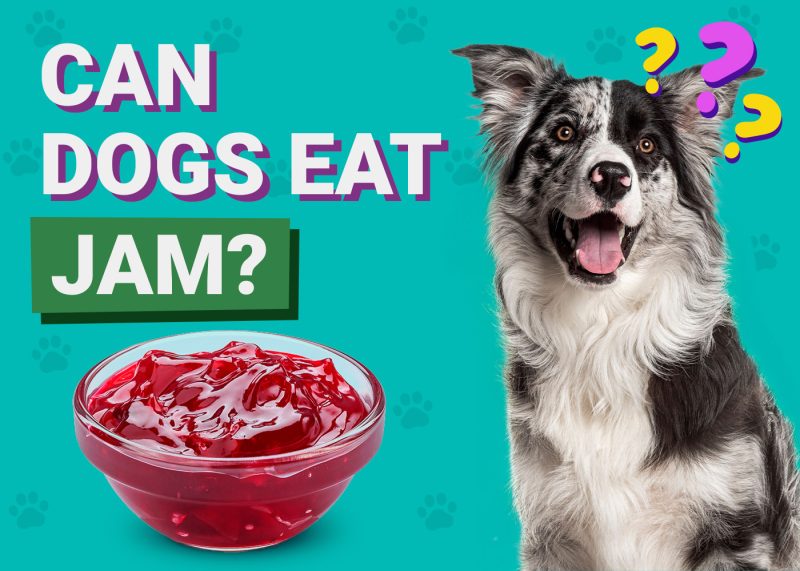 Can Dogs Eat_Jam