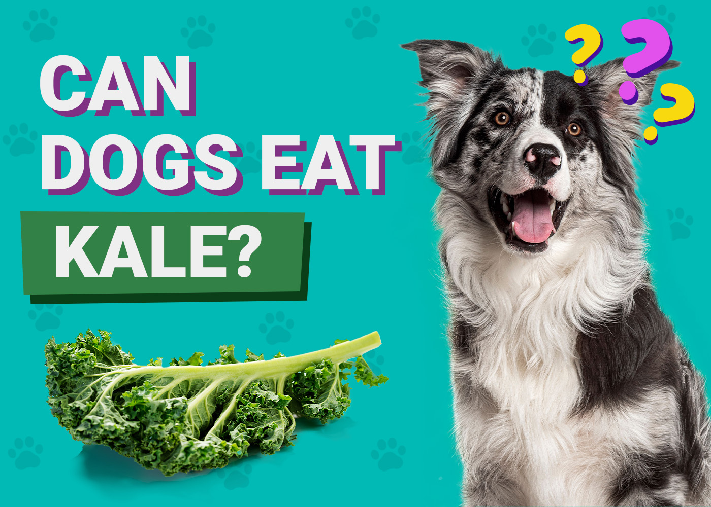 Can Dogs Eat_Kale