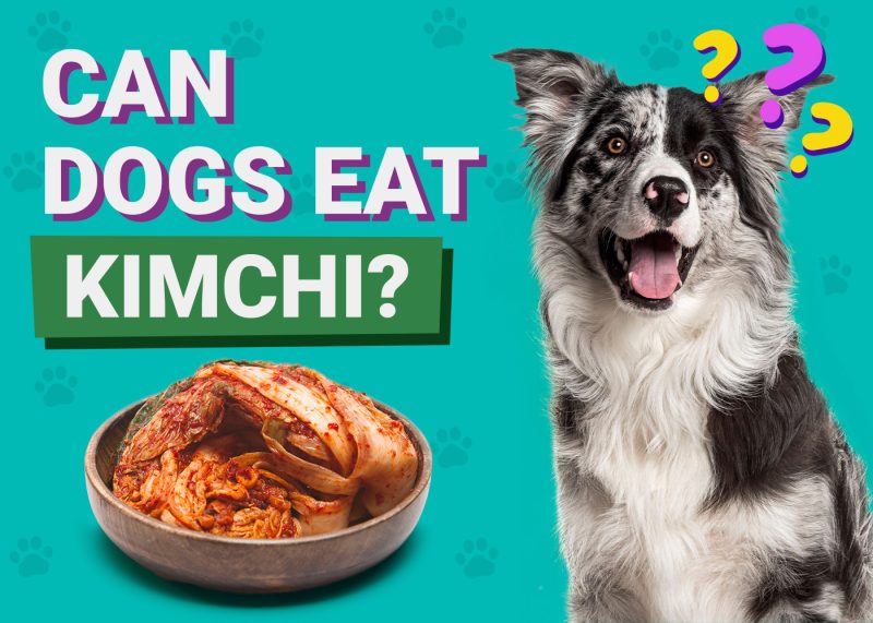 Can Dogs Eat_Kimchi