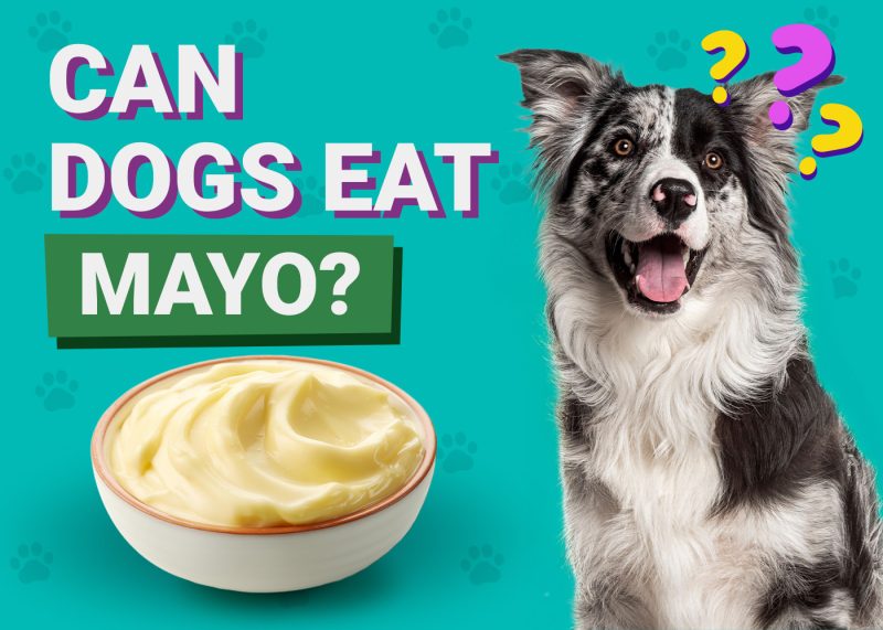 Can Dogs Eat_Mayo
