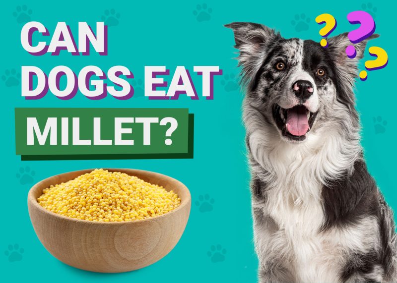 Can Dogs Eat_Millet