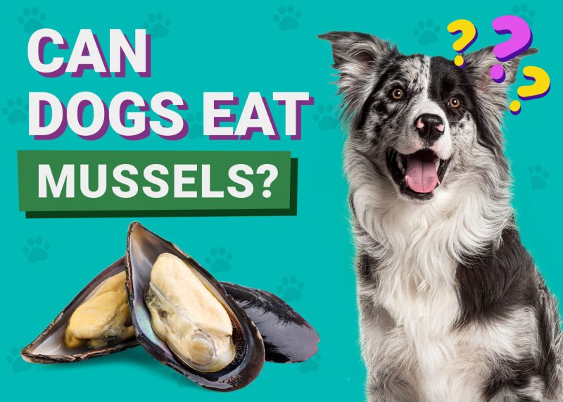 Can Dogs Eat_Mussels