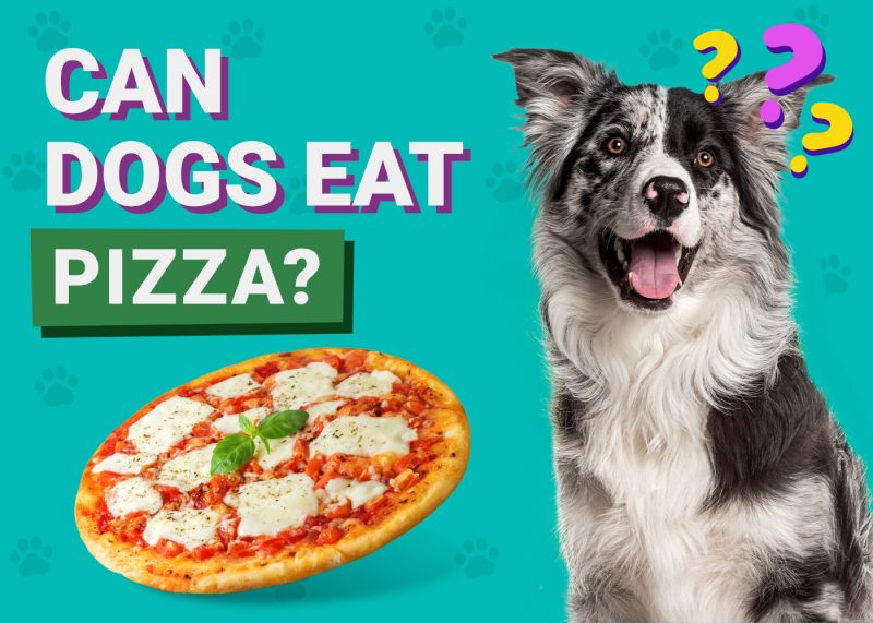 Can Dogs Eat_Pizza
