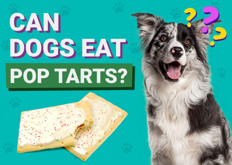Can Dogs Eat_Pop Tarts