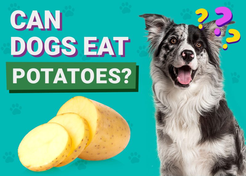 Can Dogs Eat_Potatoes