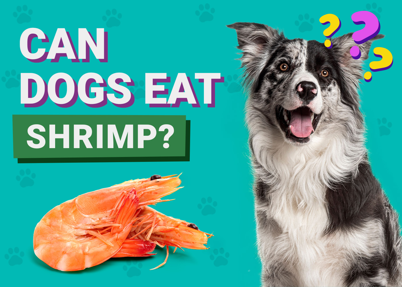 Can Dogs Eat_Shrimp