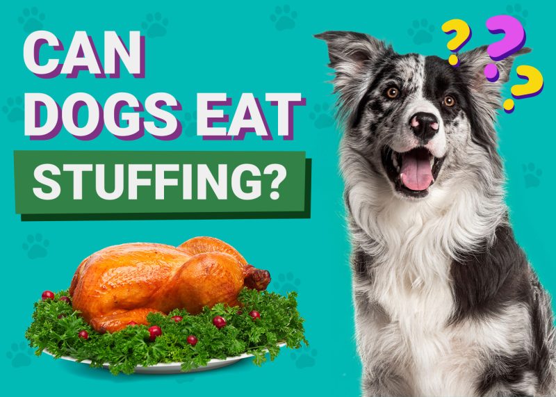 Can Dogs Eat_Stuffing