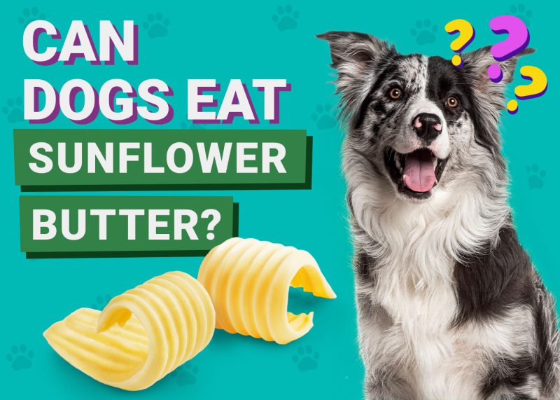 Can Dogs Eat_Sunflower Butter