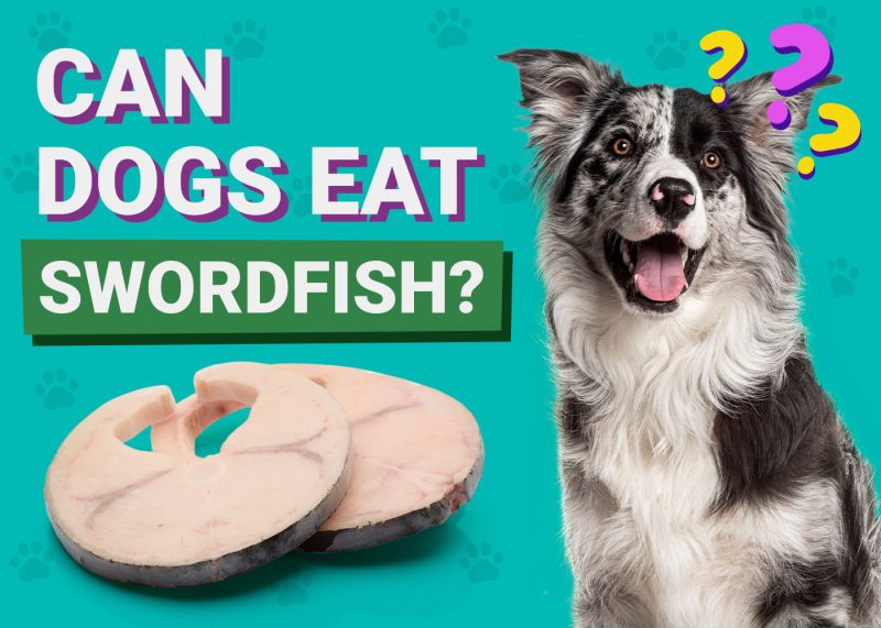 Can Dogs Eat_Swordfish