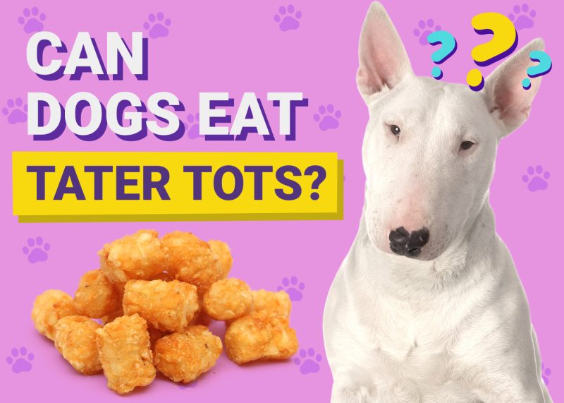 Can Dogs Eat_Tater Tots