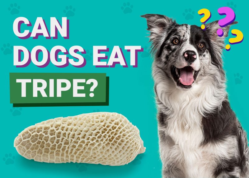 Can Dogs Eat_Tripe