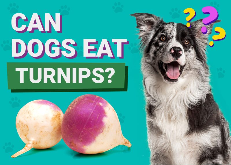 Can Dogs Eat_Turnips