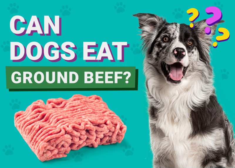 Can Dogs Eat_ground beef
