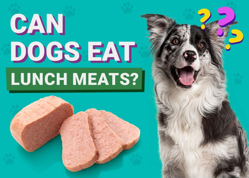Can Dogs Eat_lunch meats