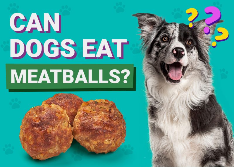 Can Dogs Eat_meatballs