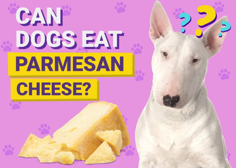 Can Dogs Eat_parmesan cheese